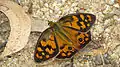 俳框眼蝶Heteronympha penelope