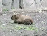 芝加哥林肯公園動物園（英语：）裡面的羚牛寶寶