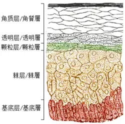 表皮解剖图