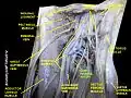 Deep artery of the thigh