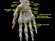 Wrist joint. Deep dissection.Anterior, palmar, view.