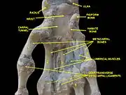 Wrist joint. Deep dissection.Anterior, palmar, view.