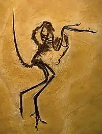 1970年代在索爾恩霍芬發現的印石板始祖鳥（Archaeopteryx lithographica）