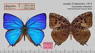 花嬈灰蝶Arhopala anthelus