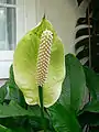 银苞芋（Spathiphyllum floribundum）