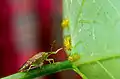 斑腹刺益蝽（Podisus maculiventris）捕食食植瓢蟲的幼蟲