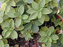 石蝉草 Peperomia blanda