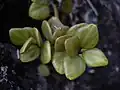 Peperomia tetraphylla