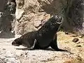 紐約皇后動物園裏面養的加州海獅