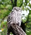 Ural owl in Prague Zoo.