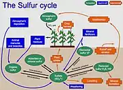 Diagram of the sulfur cycle