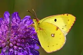 豆粉蝶Colias hyale