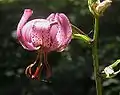 Lilium martagon