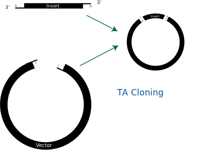 Diagram of TA Cloning.