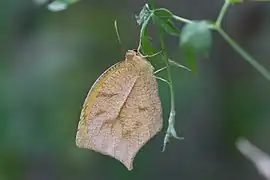 矩黃粉蝶Pyrisitia proterpia