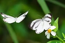 飛龍粉蝶Talbotia naganum