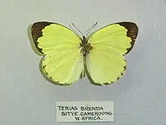 塞內加爾黃粉蝶Eurema senegalensis