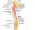 Schema of the arteries arising from the external iliac and femoral arteries.