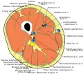 大腿中間的剖面圖