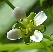 花瓣长圆状倒卵形