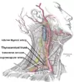 Deep Branch of Transverse Cervical running with Dorsal Scapular