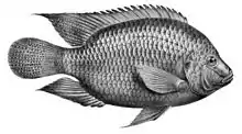 Freshwater fish (tilapia)