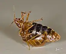 A female bed bug is held upside-down by a male bed bug, as he traumatically inseminates her abdomen.