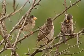 雌鳥（繁殖期）