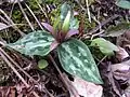 Relict trillium (Trillium reliquum) 一瀕危物種