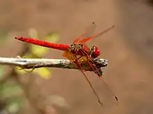 纳米比亚的非洲紅蜻蜓（Trithemis kirbyi）