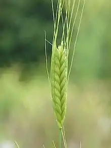 一株小麦的上部