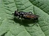 Tropidia (fly)（英语：）