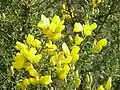 荆豆 (Ulex europaeus)