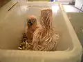 White cockatoo chicks. (hand reared)