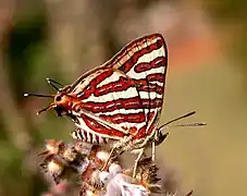 紅帶銀線灰蝶Spindasis vulcanus