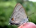 旖灰蝶Hypolycaena erylus