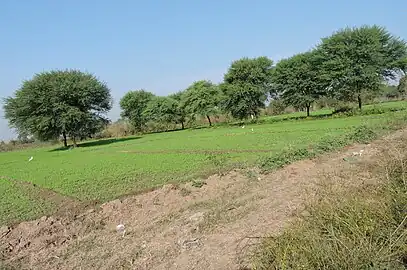 Vachellia nilotica, Village Behlolpur, 旁遮普邦, 印度