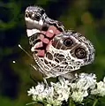 American Painted Lady (Vanessa virginiensis)