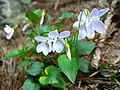 廬山堇菜 (Viola stewardiana) Taken in Mt. Lushan 2008-04-03