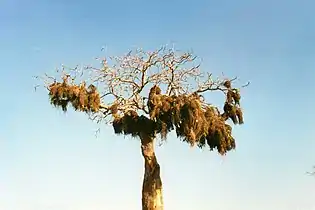 Nests of a colony of Sakalava weaver（英语：）s, Madagascar