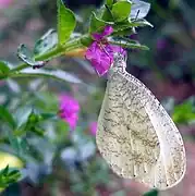 黑紋纖粉蝶Leptosia medusa