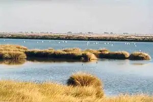 多尼亚纳国家公园湿地