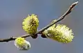 Three male catkins on a willow (柳树 sp.)