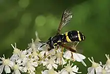 Chrysotoxum bicinctum（金弓蚜蠅屬）