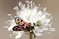 Zygaena Fausta