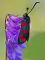 六星燈蛾Zygaena filipendulae