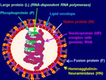 Schematic representation of murine respirovirus virion