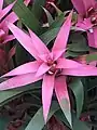 Billbergia pyramidalis水塔花