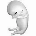 胎兒（Foetus）在8周後