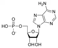 Chemical structure of adenosine monophosphate